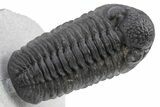 Phacopid (Adrisiops) Trilobite - Rock Removed Under Shell #230350-3